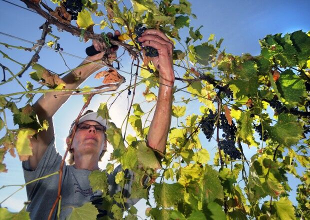Harvest time
